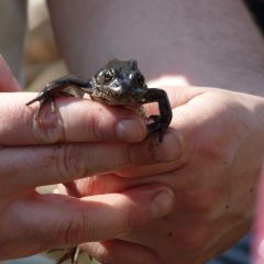 ACL frog (4)