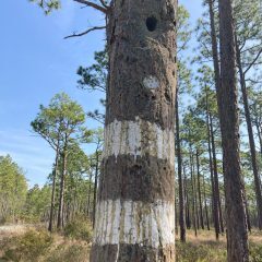 The straight trunk of a longleaf pine tree with two broad white stripes around the trunk at the bottom of the photo, a round metal tag in the middle and a small woodpecker hole in the center of the trunk near the top of the photo.