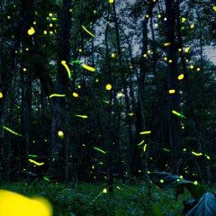 Yellow-green fireflies blurr in motion in a Delaware wetland