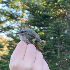 A golden-crowned kinglet, a bird with yellow on its wings, sits on a researcher's hand. There are spruce and balsam fir trees in the background, slightly blurry.