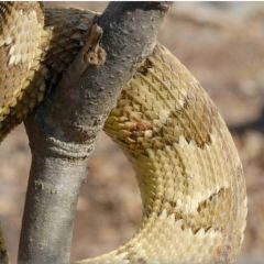 rattlesnake snip