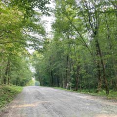 A dirt road running to the left of the photo with green trees on both sides.