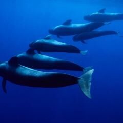 Six short-finned pilot whales swim lined up on a diagonal in dark blue water. Light reflects on their backs.