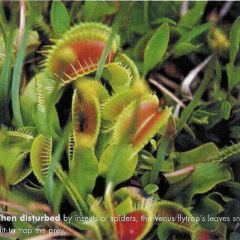 venus flytrap snip
